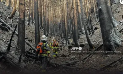 Feux de forêt au Japon: la pluie freine la propagation de l'incendie