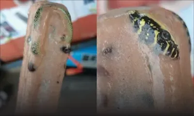 Thaïlande : Un homme découvre un serpent congelé dans une glace