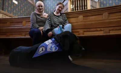 En France, des chiens en soutien des victimes durant les procès 