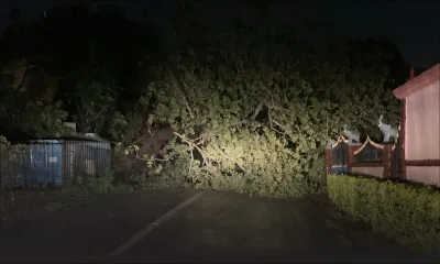 Batsirai : la chute d’un arbre coupe la circulation sur la route reliant GRNO et Pailles