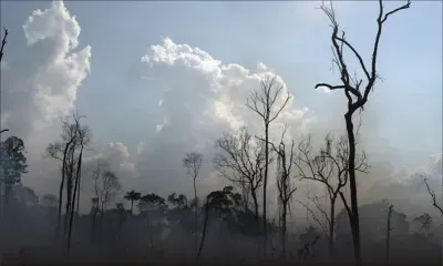 Record d'assassinats de défenseurs de la nature en 2020 