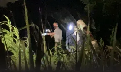 Côte-D'Or : le corps d'une femme découvert dans un champ de canne, son fils arrêté