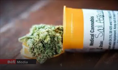 Cannabis à usage médical : dernier jour pour soumettre vos propositions au comité technique 