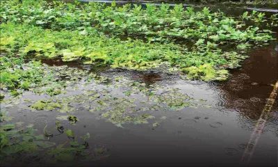 The impacts of Carlos