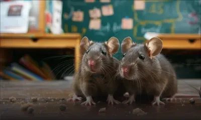 À Belle-Rose : des collégiens se plaignent de la présence de rats dans leur établissement