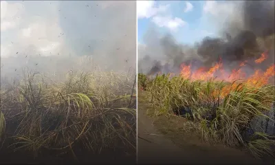Trois-Mamelles : un champ de cannes ravagé par les flammes