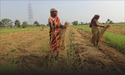 Consommation - riz ration : l’Inde vient à la rescousse de Maurice