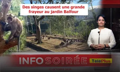 [Info Soirée] : Singes agressifs au jardin Balfour : «Zot kav bless zanfan», s’inquiètent des habitants