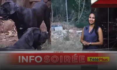 Pointe aux Sables : Deux cane corso s'échappent de leur cage, des habitants terrifiés