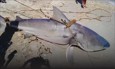 Bain-des-Dames : un requin bouledogue de 220 kilos capturé