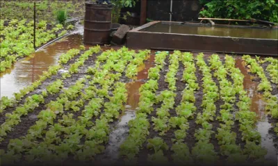 Culture vivrière : les pluies ont affecté plus de 50 % des plantations de légumes