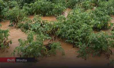 Post-Belal : manque à gagner d’au moins Rs 125 000 par arpent pour les planteurs