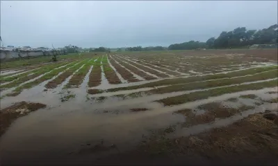 Post-Batsirai : le GM propose une aide financière aux planteurs