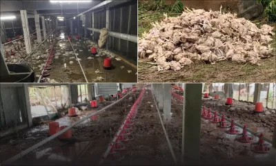 Poulailler inondé à Chamouny : le service vétérinaire de l’Agro-industrie dresse un constat