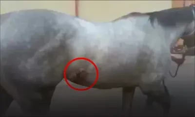 L’écurie Ricky Maingard donne des nouvelles de Frosted Gold