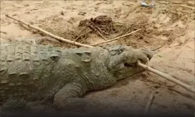 Inde : Un garçon de 10 ans «avalé» par un crocodile géant rapporte IndiaToday