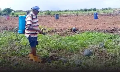 Triolet : Ashok et Mantee Jubtee, un couple qui a la main verte 