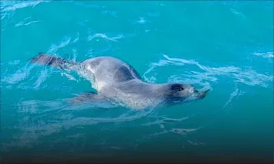 À Trou-d’Eau-Douce : un bébé phoque aperçu dans les eaux 