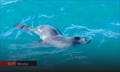 Bébé phoque aperçu à Trou-d’Eau-Douce : Comment ? Pourquoi ? On vous donne des explications...