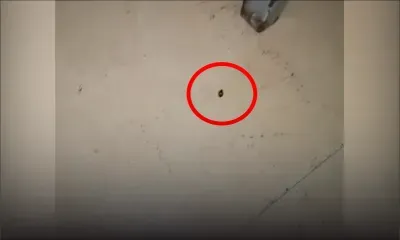 Invasion de punaises : des élèves du collège Lorette de Bambous Virieux manifestent