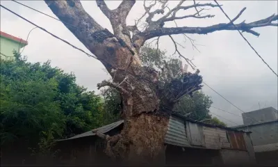 À Elahibaksh Lane, Terre-Rouge : Un arbre représente un danger pour le public
