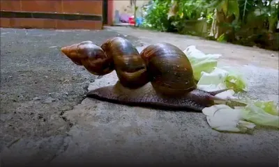 La Source : il découvre un drôle d’escargot dans son jardin