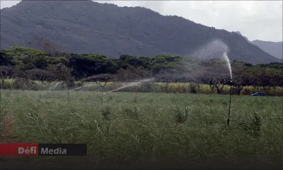 Irrigation des champs de canne à sucre : les restrictions temporairement levées