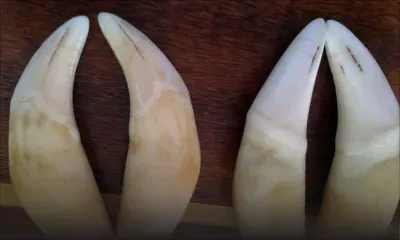 En Bolivie, les canines de jaguars font saliver les Chinois