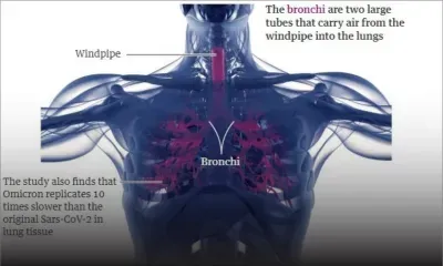 Omicron se réplique 70 fois plus vite dans les tissus bronchiques et 10 fois plus lentement dans les poumons