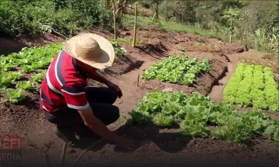 Household Gardening : Cash Grant à hauteur de Rs 15 000 aux intéressés
