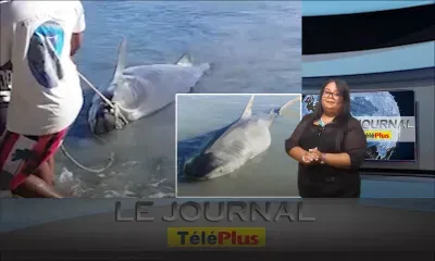 Grand-Gaube: Un deuxième requin capturé, les habitants inquiets