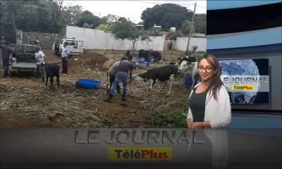 Le JT – « Un réseau de voleurs de bétail démantelé à Grand-Gaube… »