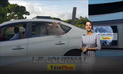 Le JT – Le mystère de « la petite vache dans une voiture » résolu