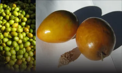 Un voleur de jujubes arrêté