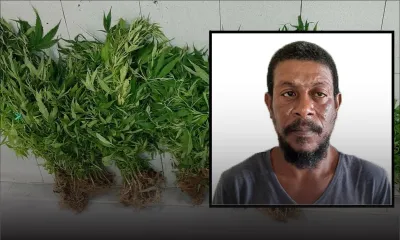 Gandia : Rs 2 millions de plants découverts, un habitant du Morne arrêté