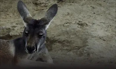 Un kangourou succombe à des jets de pierres de visiteurs dans un zoo chinois