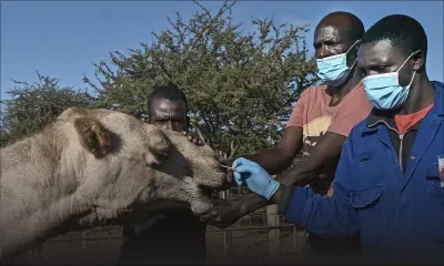 Le prochain Covid ? Les dromadaires du Kenya sous haute surveillance