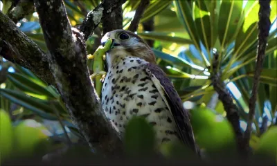 Kestrel déclaré oiseau national de Maurice : « Un symbole d’espoir pour la flore et la faune », dit le Dr Vikash Tatayah 