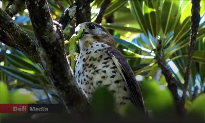 La Crécerelle devient officiellement l’oiseau de Maurice