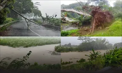 Tempête Eleanor : Champ de canne inondé et chutes d’arbres à Belle-Rive