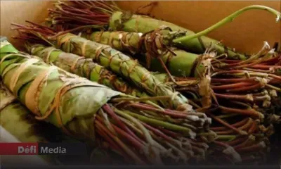 Raina Somanjary, la passeuse : «J’ignorais que le khat était illégal à Maurice»