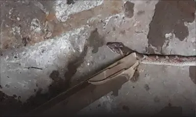 A La Tour Koenig : une couleuvre sème la panique