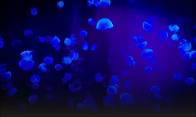 La Preneuse : alerte aux méduses !