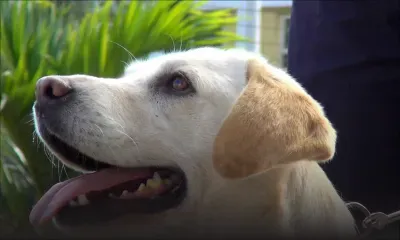 Cassidy : le labrador qui vaut des millions