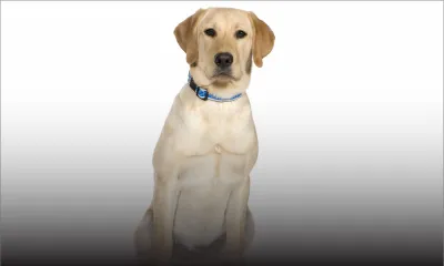 Une habitante de Tamarin saisit la police pour l’empoisonnement de son Labrador