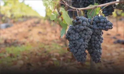 France: le guide Michelin lance les "grappes", nouvelle distinction dédiée au vin