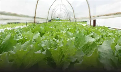 Rose-Belle : 25 000 laitues valant Rs 400 000 volées dans une ferme hydroponique 