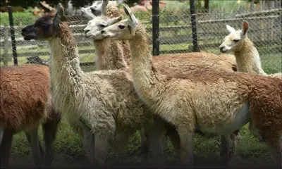 Des lamas au Casela