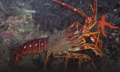 Il est pris avec Rs 2 500 de langoustes sous son T-Shirt