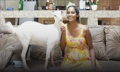 Demande d’aide : Priya cherche désespérément Sarah, la chèvre considérée comme sa fille 